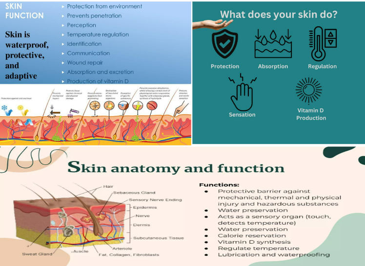 Understanding Your Skin: The Science Behind Healthy Skin, Skin Barrier & Common Skincare Myths